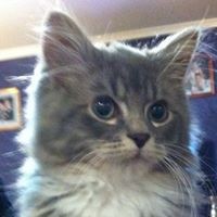 Profile Picture of Michelle Chappell (@michelle-chappell-13) on Quora