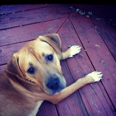 Profile Picture of Jennie Crouse (@Luv2run1014) on Twitter