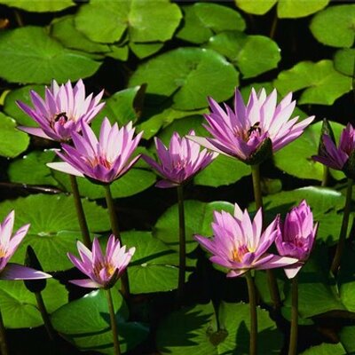 Profile Picture of Axell David Maliza (@AxellMaliza) on Twitter