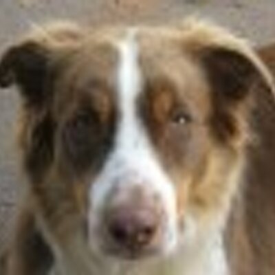 Profile Picture of Alexa McClure (@diegodogilove) on Twitter
