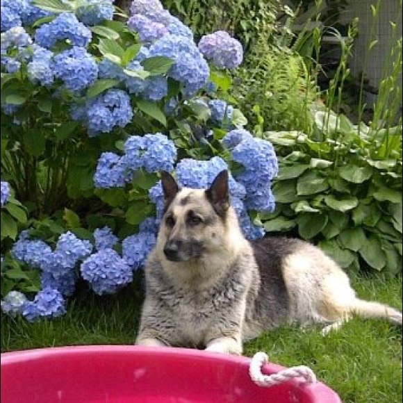 Profile Picture of Cesar Bermeo (@cesarbermeo) on Poshmark