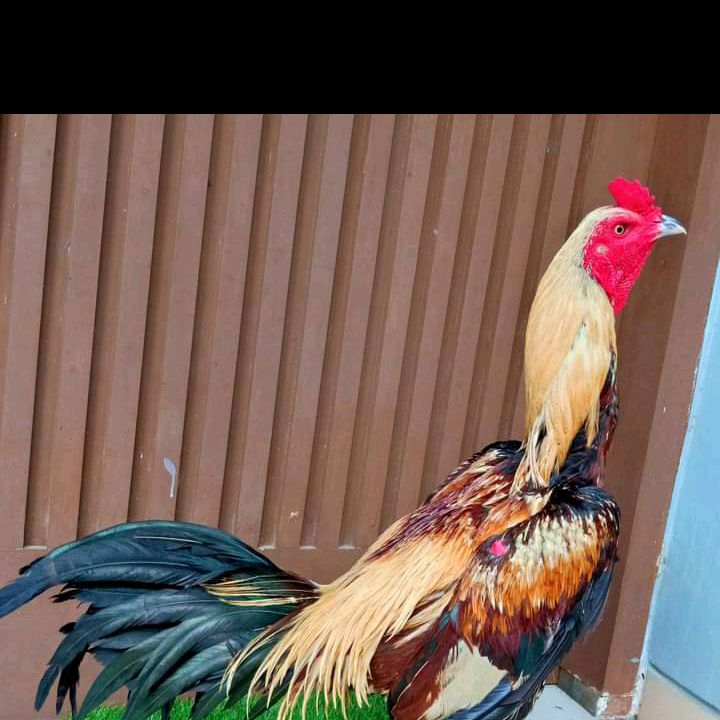 Profile Picture of Key Farm (@awngfarm) on Tiktok