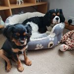 Profile Picture of Shelley,Ludo and Lola Melton (@shelley_ludo__and_lola_melton) on Instagram