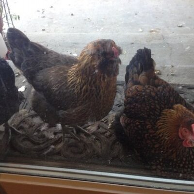 Profile Picture of Darin Burrell (@dbchefn) on Twitter