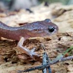 Profile Picture of Vikki Jackson (@salamanderwhisper) on Instagram