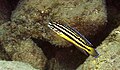 Profile Picture of Julidochromis marksmithion Wikipedia