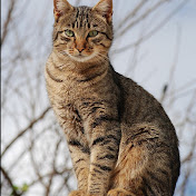 Daniel Chismar - Youtube Profile Picture of Daniel Chismar (@danielchismar) on Youtube