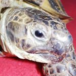 Tobík suchovský - Instagram Profile Picture of Tobík suchovský (@koritnackatobik) on Instagram