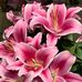 Profile Picture of Louise Stuart (@louise.stuart.71697) on Facebook
