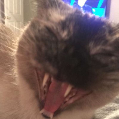 Profile Picture of Steve Mullins (@CaptainKelessar) on Twitter