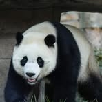 Profile Picture of Ping Tong (@ping.tong.807310) on Facebook