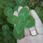 Profile Picture of Miranda Glenn-Crout (@luckiclover25) on Pinterest