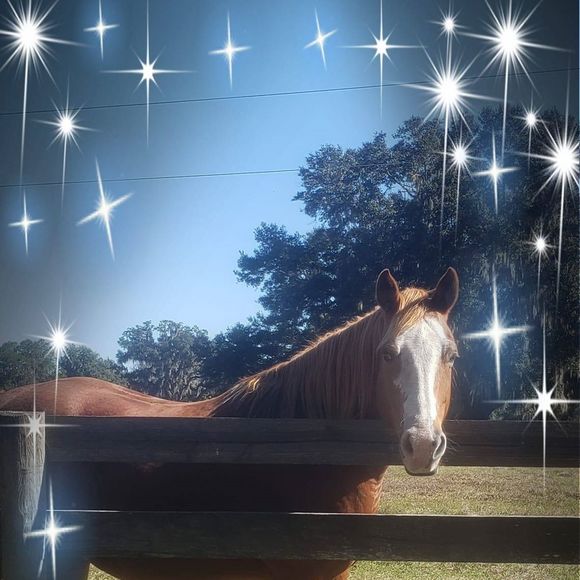 Profile Picture of Barbaralee Breen (@barbaraleebreen) on Poshmark