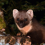 Profile Picture of Mark Giles (@naturalscotland.co.uk) on Flickr
