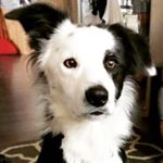 Profile Picture of Dixie Fish (@dixie__the_doggo) on Instagram