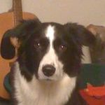 Profile Picture of David Colbourne (@colbourne746btinternetcom) on Instagram