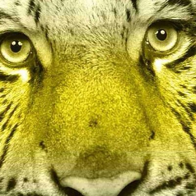 Profile Picture of M. Stokes (@MStokes420) on Twitter
