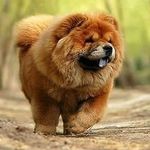 Profile Picture of Chow Chow World (@chowchow.world) on Instagram