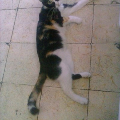 Profile Picture of Joseph Carline (@jo40773759) on Twitter