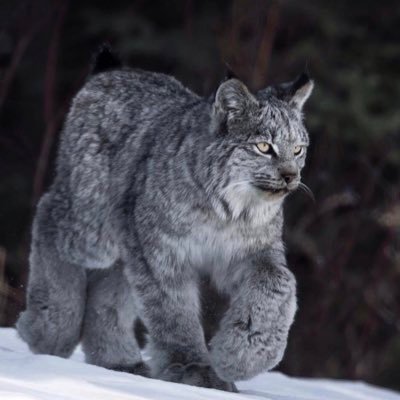 Profile Picture of Camilo San Martin (@camilosmg) on Twitter