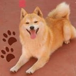 Profile Picture of chow chow akita (@chien_akita) on Instagram