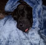 Profile Picture of Clover Knightly (@Clover-Knightly) on Facebook