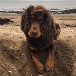 Profile Picture of Eddie TeddyBear Nicholson (@eddiebear_lovesfood) on Instagram