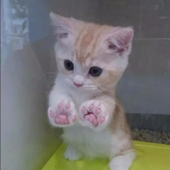 Profile Picture of Hana Metros (@hmetros77) on Poshmark