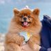 Profile Picture of April Cheung (@acheun2) on Pinterest