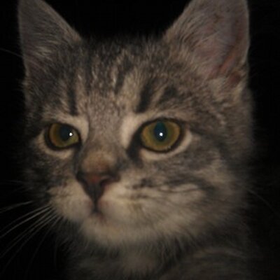 Profile Picture of Manja Strangmann (@manjastrangmann) on Twitter