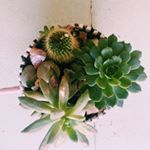 Profile Picture of D r e w • G a l e (@serendipty_succulent) on Instagram