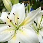 Profile Picture of Juliet Gonzalez (@juliet3890) on Instagram