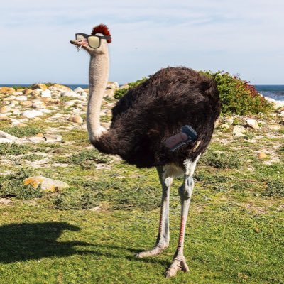 Profile Picture of Lupus LojiBoy (@lojikil) on Twitter