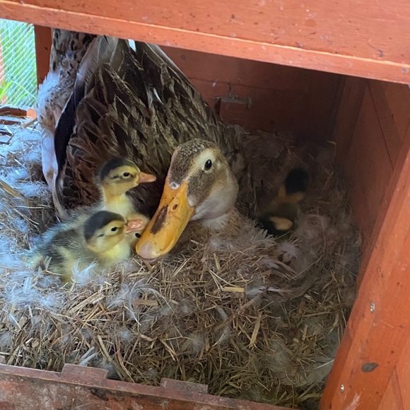 Profile Picture of Sophia Hudson (@sophiahhudson) on Poshmark