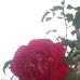 Profile Picture of Reena Reena Sharma (@reenareena.sharma.944) on Facebook