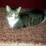 Profile Picture of Gale Sutton Gulino (@galegulino) on Instagram