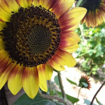 Profile Picture of Ada Chau (@chauada) on Twitter