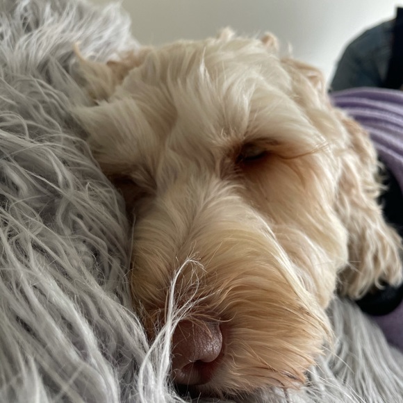 Profile Picture of Leanne Walsh (@walshie67) on Poshmark