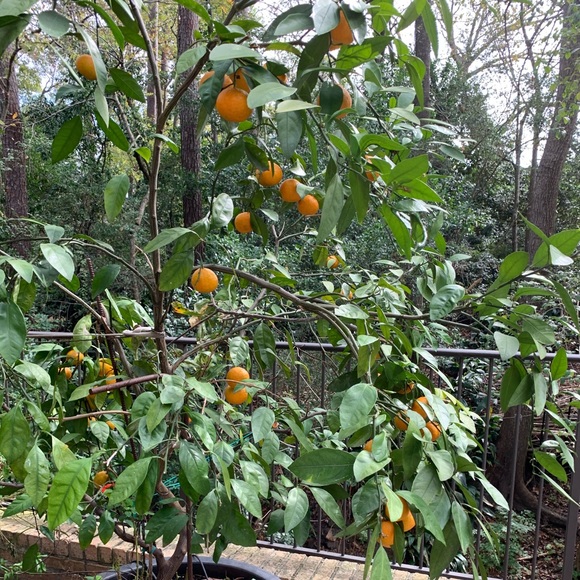 Profile Picture of Alexa Griffiths (@alexa_sg) on Poshmark