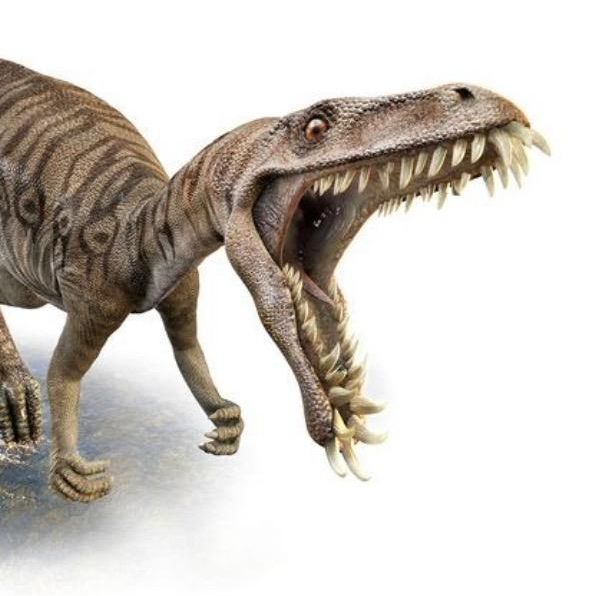 Profile Picture of Milo (@masiakasaurus) on Tiktok