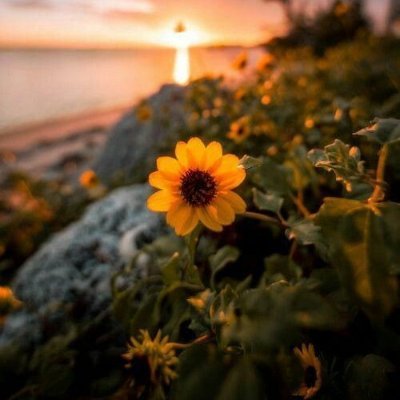 Profile Picture of Iris  🌻 (@butt3rfly_iris) on Twitter
