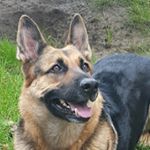 Profile Picture of Nora and Zuzia  🐶 (@norathewolf) on Instagram