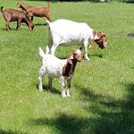 Profile Picture of Saterbak Boer Goats (@saterbakboergoats) on Instagram