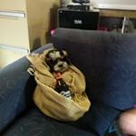 Profile Picture of Daniel Sheedy (@sheedsdj) on Instagram