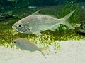 Profile Picture of Mojarra - Wikipediaon Wikipedia