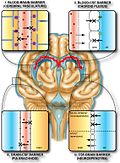 Profile Picture of Blood–brain barrier - Wikipediaon Wikipedia