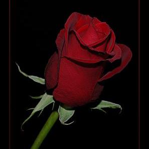Profile Picture of Aysel Başar (@7ed59b08e3ab42b) on Twitter