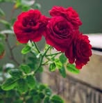 Profile Picture of Suhail Noor Sheol (@suhail.noor.sheol) on Facebook