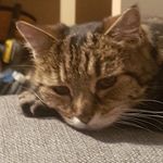 Profile Picture of Matthew O'Grady (@ogrady8905) on Instagram