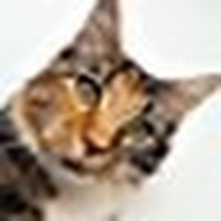Profile Picture of Rosa Lee Alicea (@rosa-lee-alicea) on Quora
